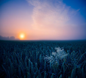 Golden horizons. majestic summer sunrise over countryside wheat field in northern europe