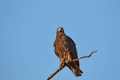 Low angle view of eagle perching twig against clear blue sky