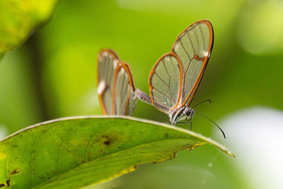 Close-up of butterfly on leaf