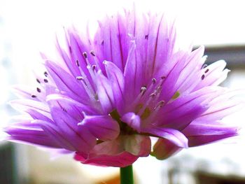 Close-up of pink flowers