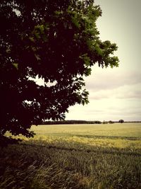 Tree in field