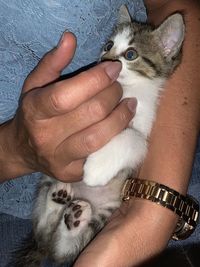 Midsection of person holding kitten