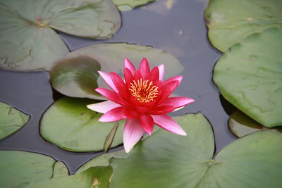 Close-up of lotus water lily in lake