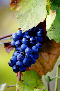 Close-up of grapes growing in vineyard