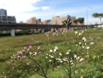 Close-up of flowering plants on field