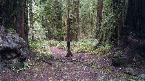 Trees in forest