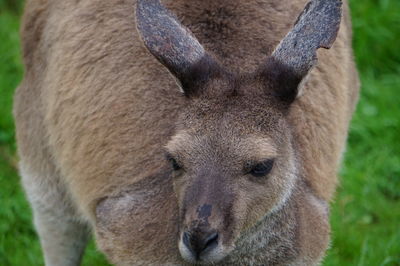 Close-up portrait of a kangaroo 