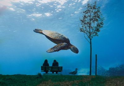 View of turtle swimming in sea