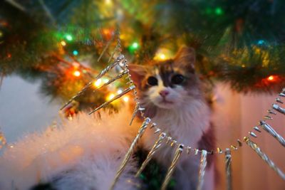 Close-up of cat