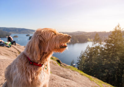 Dog looking away while sitting against landscape