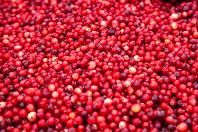 Ripe cranberries for background. red cranberries. fresh organic fruits background. cranberries 