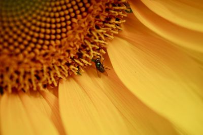 Close-up of fly pollinating on sunflower