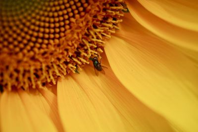 Close-up of bee pollinating on flower