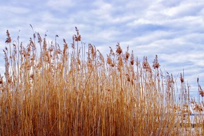 Tall grasses obscure most of the fjord view