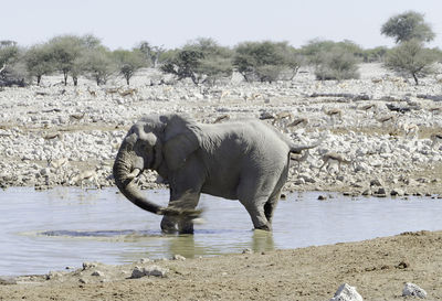 Elephant standing by river against sky
