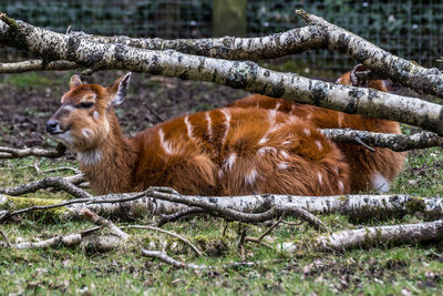 Monkey on field in forest