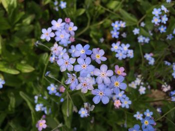 Close-up of fresh flowers