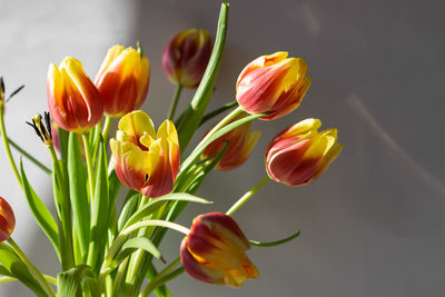 Blooming red and yellow tulip flowers isolated on white background. easter decoration at home.