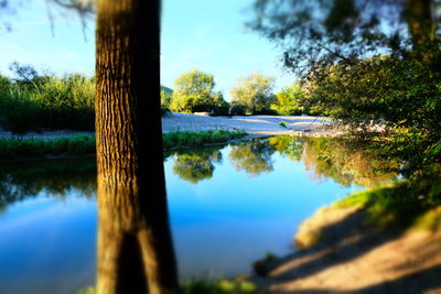 Reflection of trees in lake