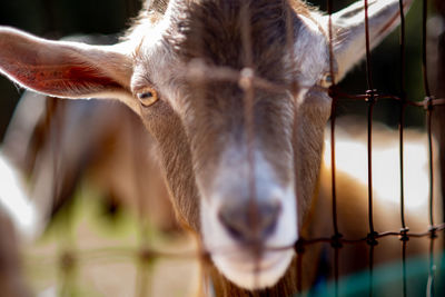 Close-up of goat