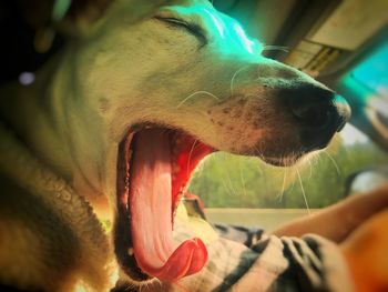 Close-up of a dog yawning