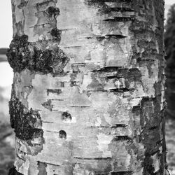 Close-up of tree trunk