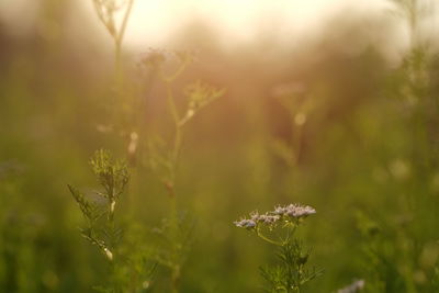 Close-up of plant growing outdoors