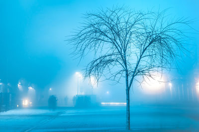 Silhouette of bare tree during winter at night