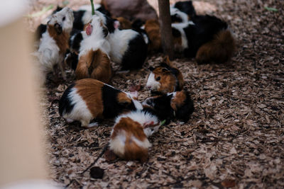 High angle view of sheep