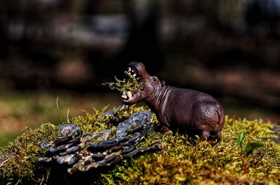 Close-up of lizard on land