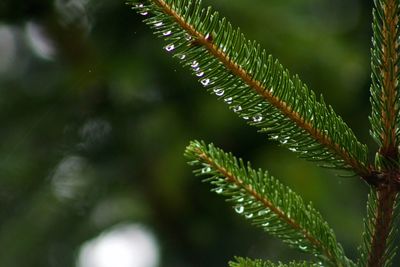 Close-up of wet plant