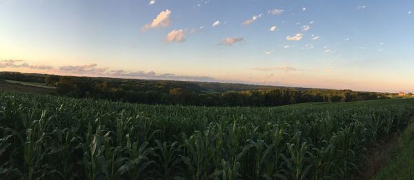 Scenic view of wheat field against sky at sunset