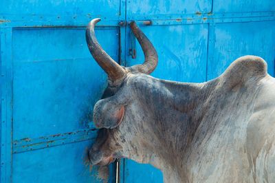Side view of bull standing by closed blue metal doors