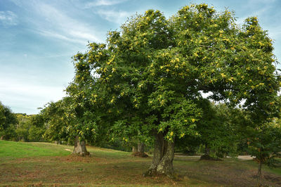 Trees on field against sky