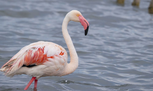 Close-up of duck in lake