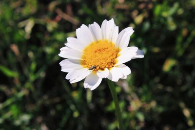 Close-up of white flower