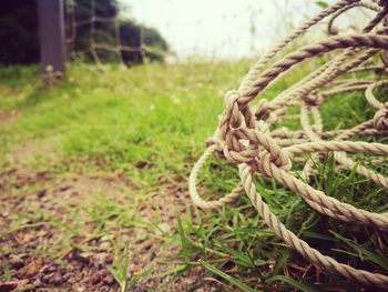 Close-up of rope tied on wooden post in field