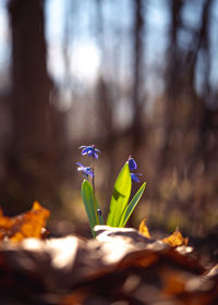 Scilla flowers bloom among fallen leaves in the spring forest lit with the sunlight. selective focus