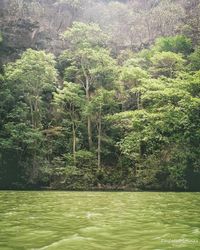 Scenic view of river flowing in forest