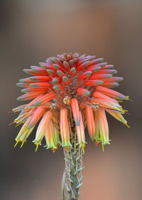 Close-up of red flowering plant