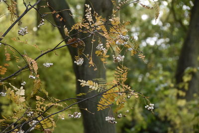 Close-up of flowering tree