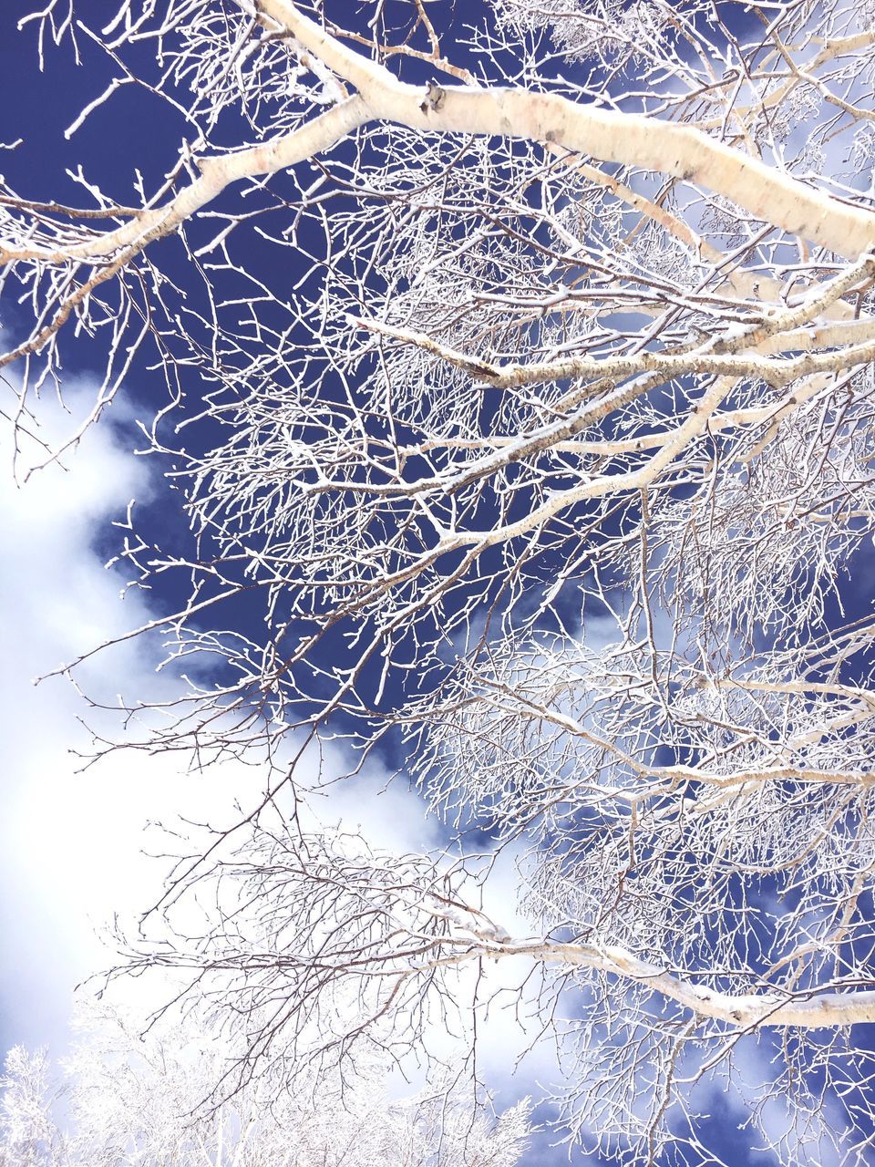 window, nature, close-up, backgrounds, no people, day, cold temperature, full frame, beauty in nature, sky, fragility, tree, winter, outdoors, spider web, frosted glass