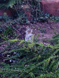 Cat looking away