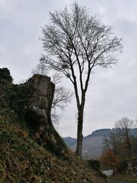 Tree against sky