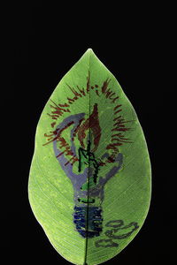 Close-up of leaf against black background