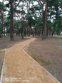 Trees on landscape