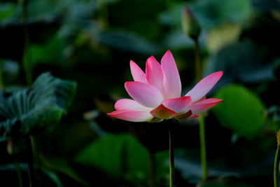 Close-up of pink water lily