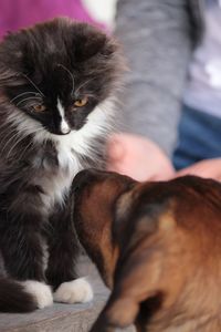 Midsection of person with cat relaxing on hand