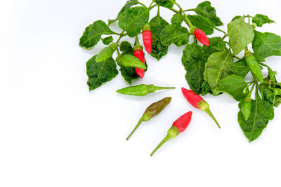 High angle view of vegetables and leaves against white background