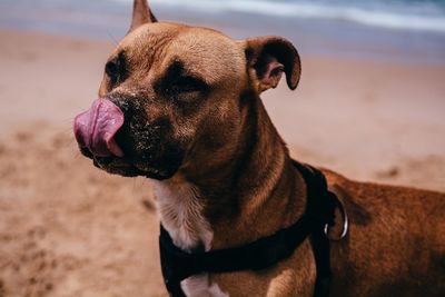 Close-up of dog outdoors